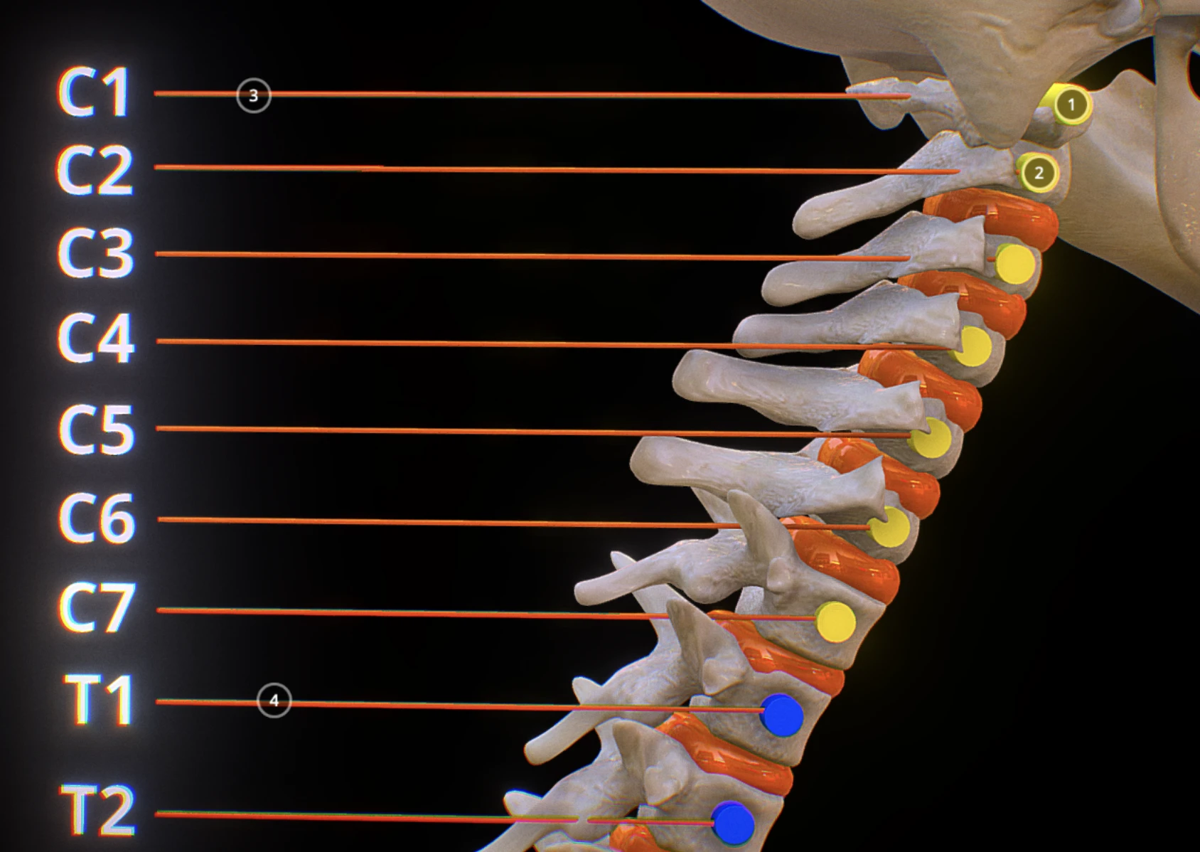 Cervical spine visualization
