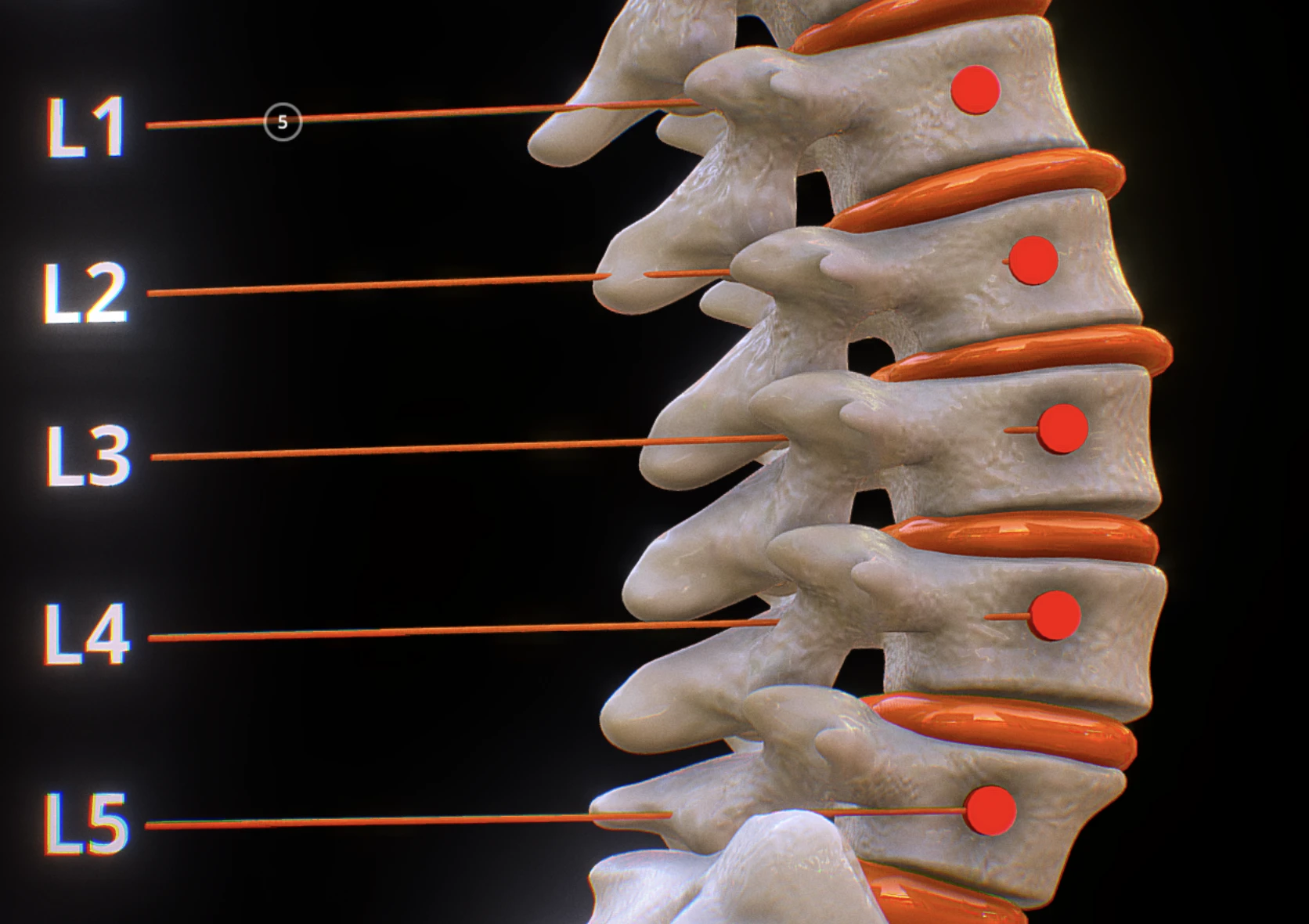 Lumbar spine visualization