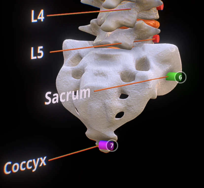 Sacrum visualization