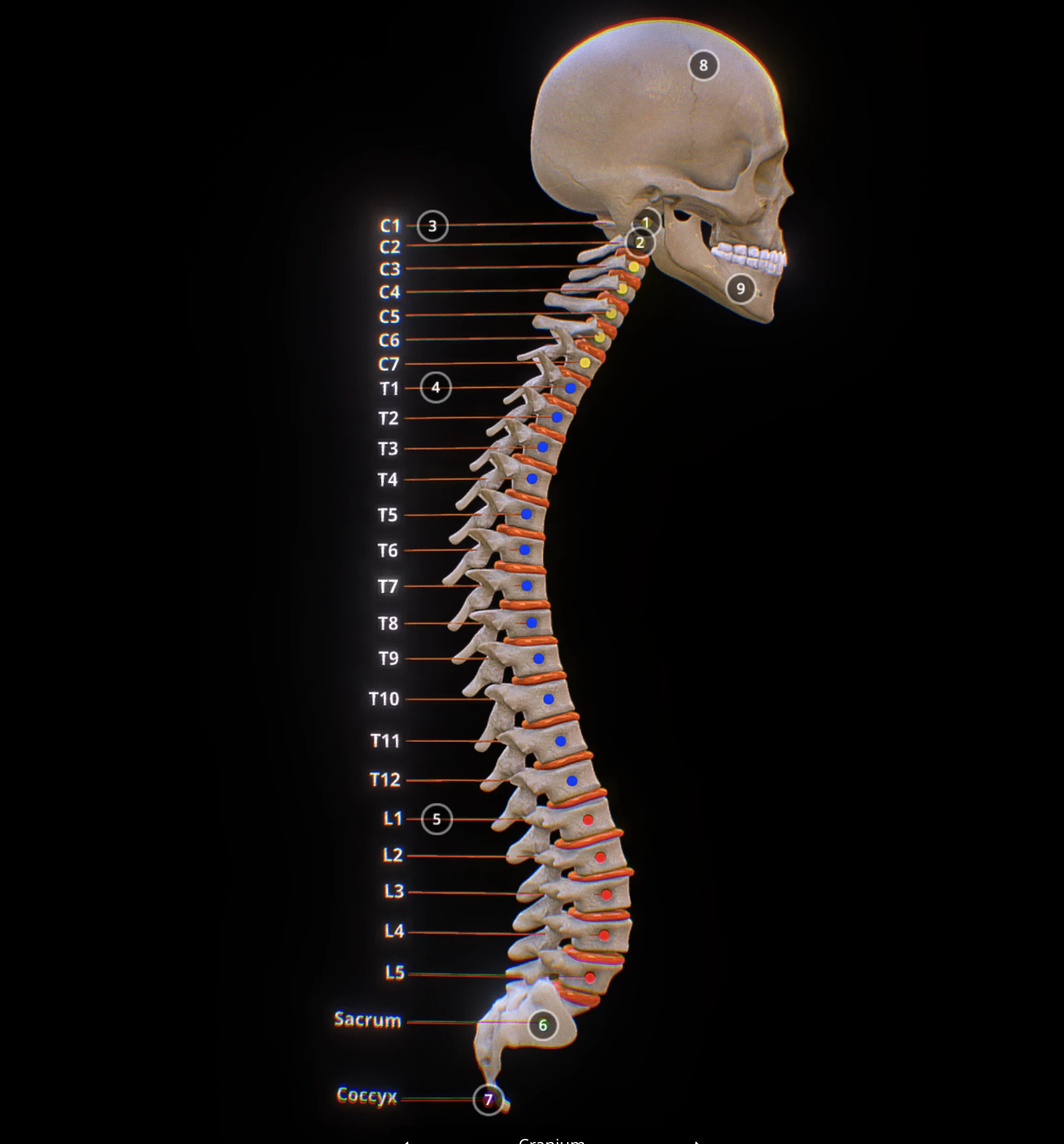 Spine segments visualization