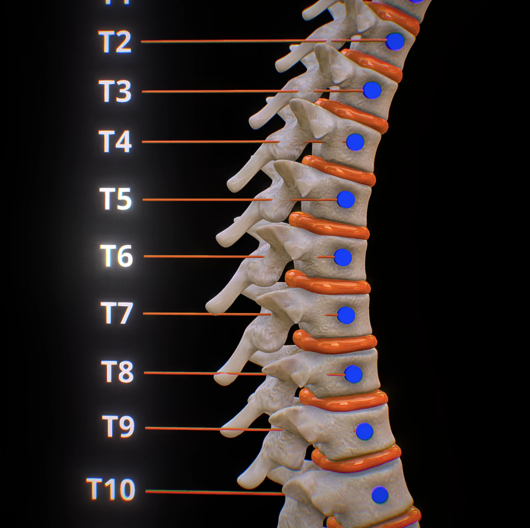 Thoracic spine visualization